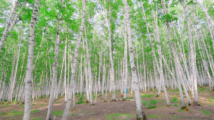 白桦林森林旅游美女喂驯鹿野花