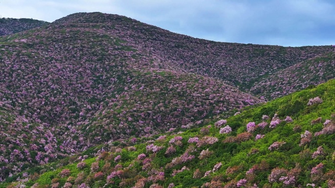 漫山遍野的高山杜鹃花