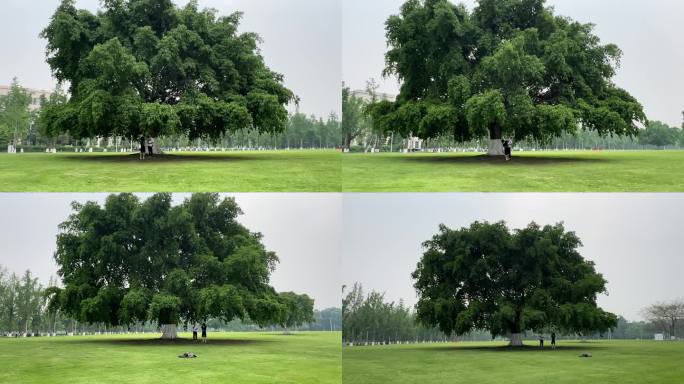 独木成林草坪大树环绕拍摄草坪大学校园