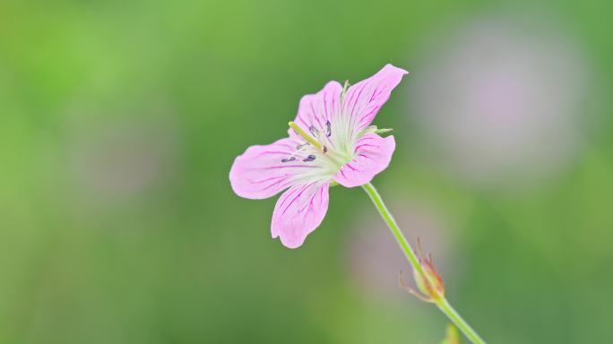 大兴安岭常见植物花卉韭菜花稠李子