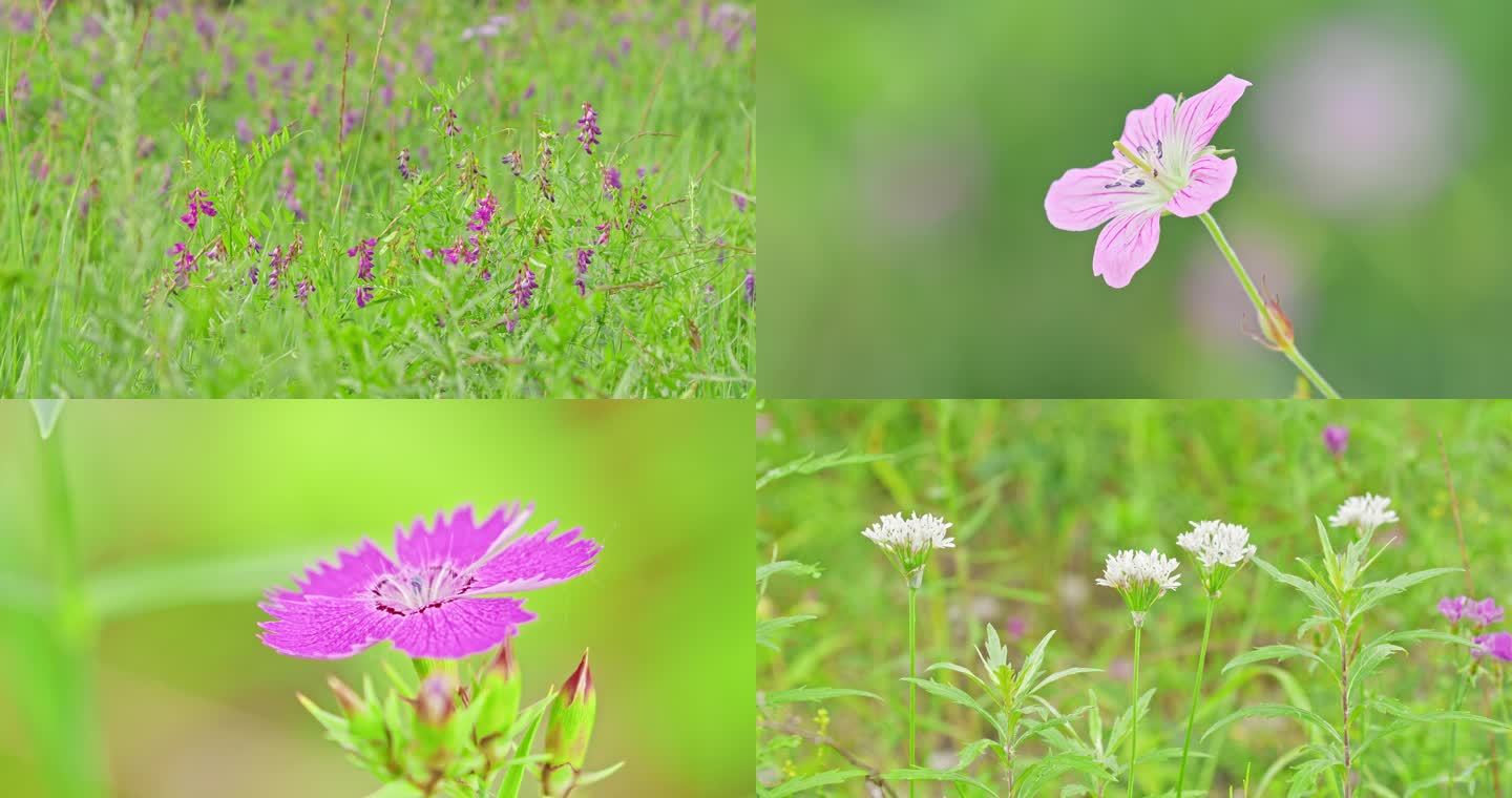 大兴安岭常见植物花卉韭菜花稠李子