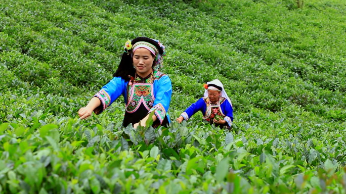 古茶村 原始村落 少数民族 茶园 采茶