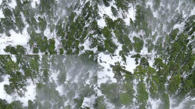下雪雪景森林云雾雪花树木