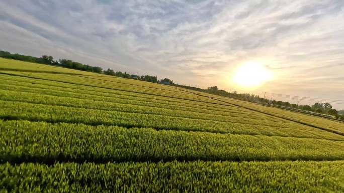 穿越机航拍夕阳麦田一望无际晚霞乡村振兴