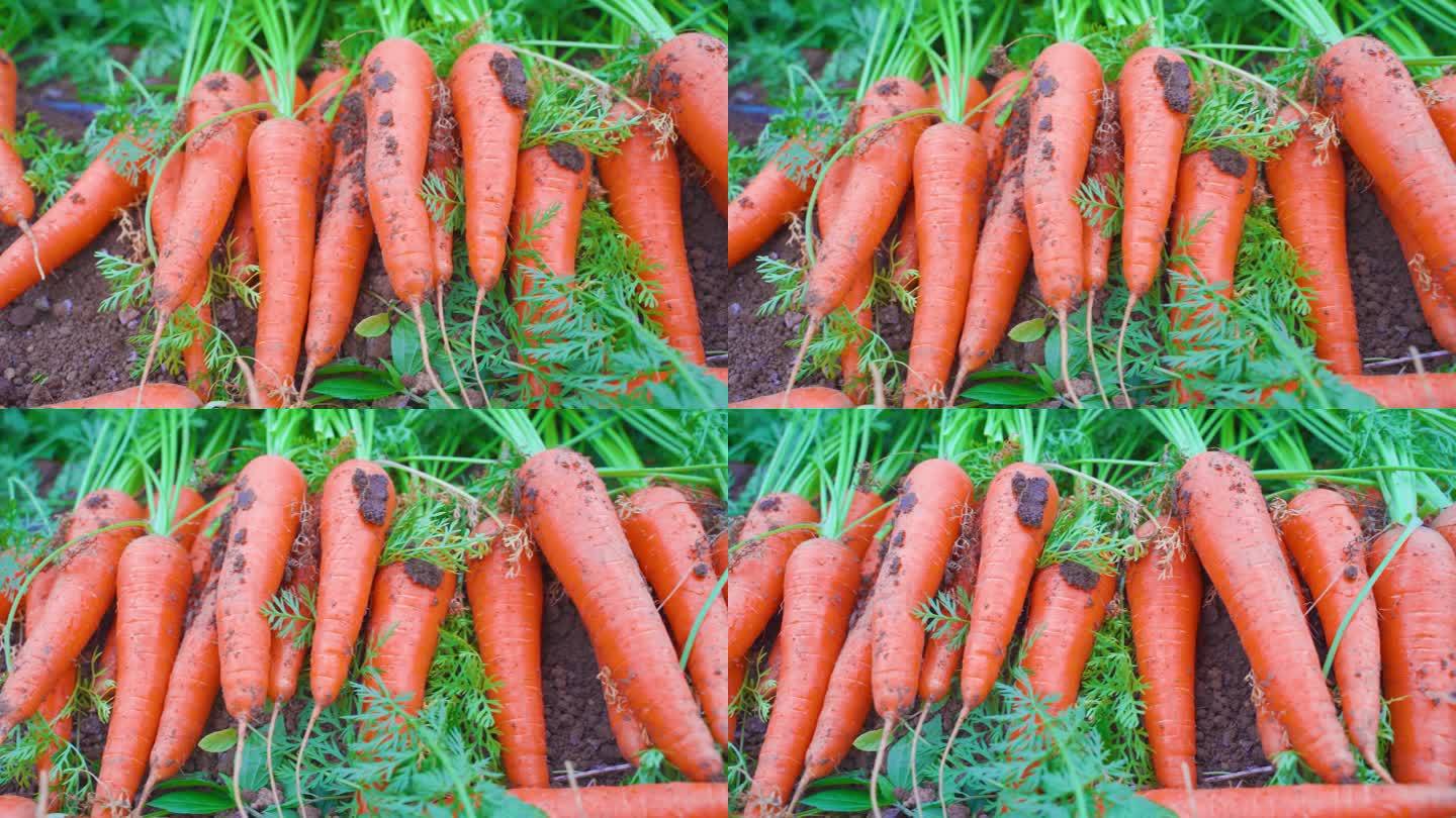采摘 新鲜 胡萝卜 大面积种植