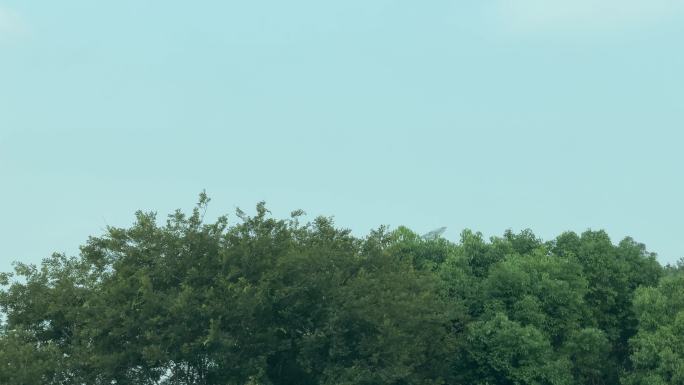 树林飞鸟森林鸟飞过
