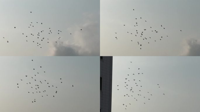 天空鸽子【120帧】蓝天白云一群鸟儿飞过