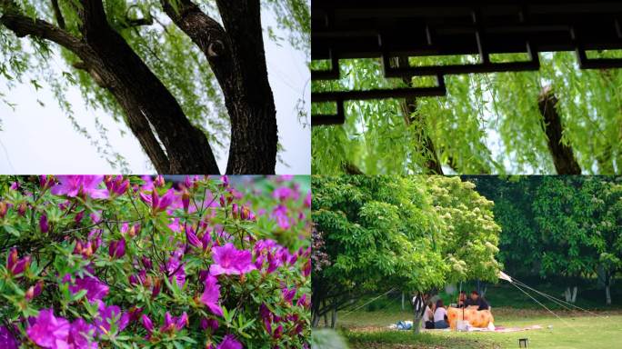 春天秋天公园植物园杜鹃花花朵杨柳柳树柳叶