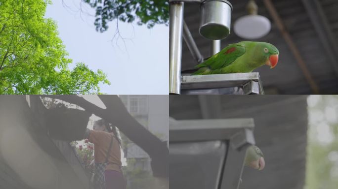 中年女人在家中院子里侍弄花草蓝天绿树鹦鹉