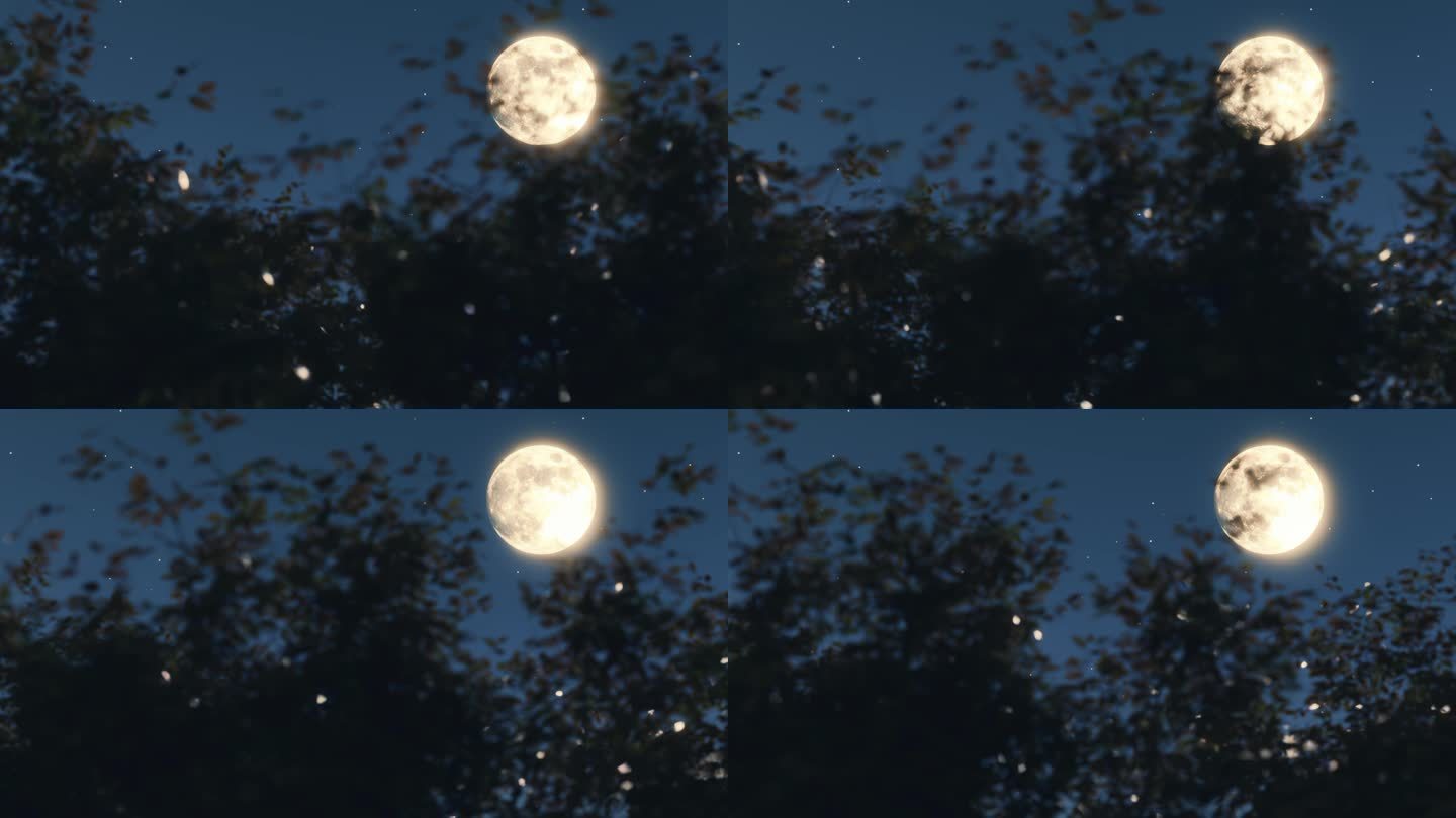 大月亮 明月划过秋季的树梢