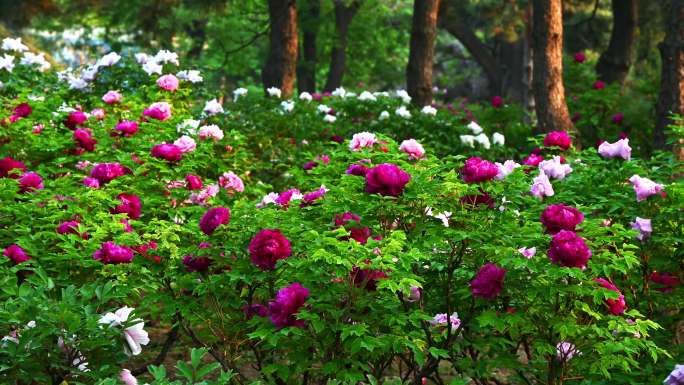 春天早晨阳光下花圃盛开国色天香牡丹花平移