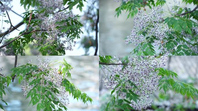 4K河边苦楝树及花特写