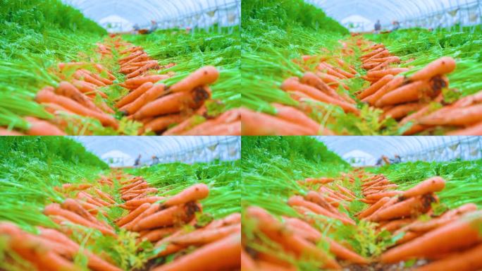 采摘 新鲜 胡萝卜 大面积种植
