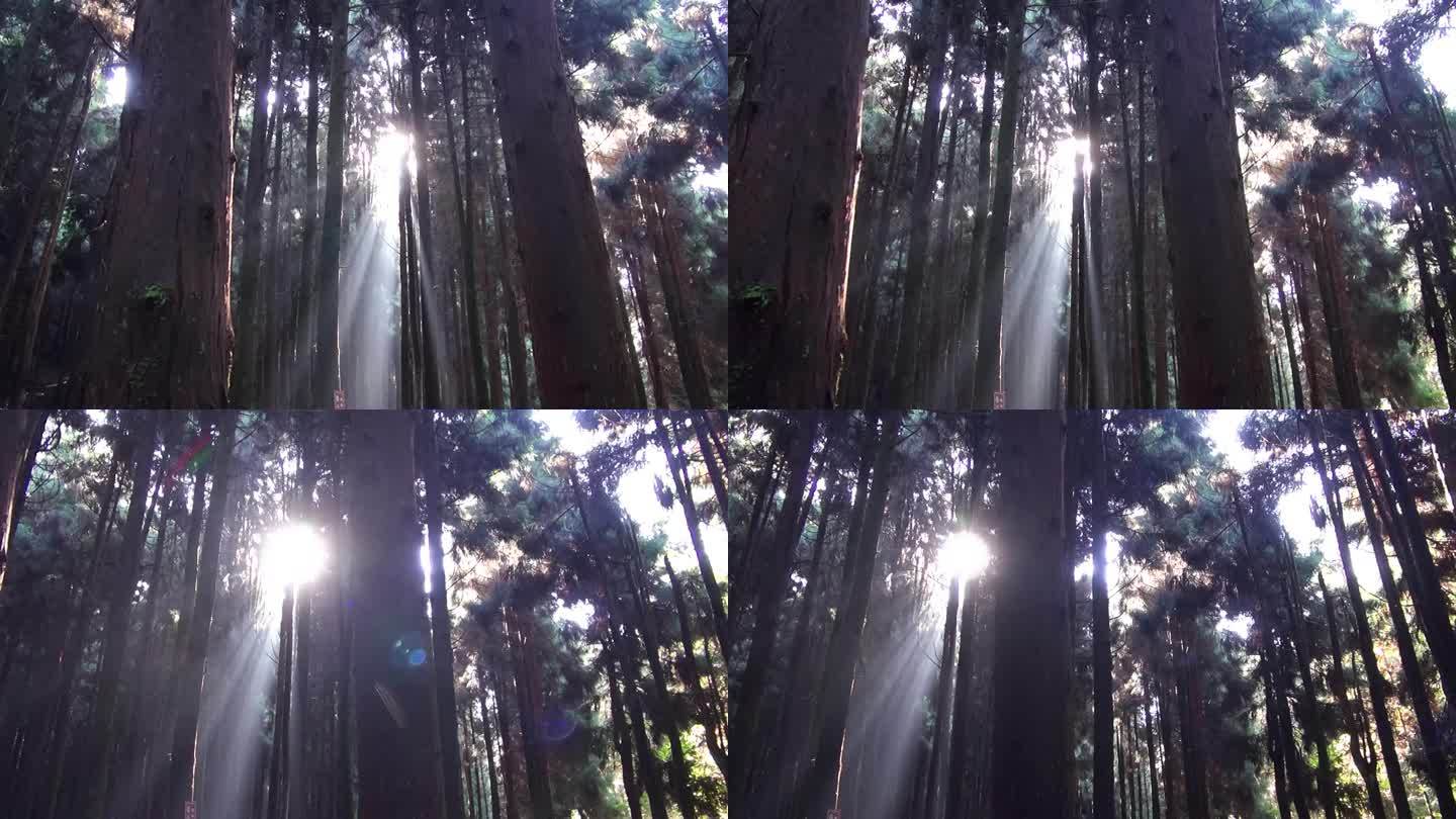 清晨阳光洒进森林横移镜头