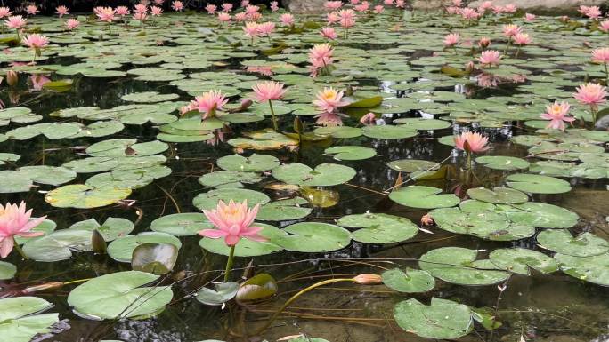 睡莲 莲花 莫奈的花园 盛开的花朵 池塘