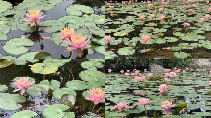 睡莲 莲花 莫奈的花园 盛开的花朵 池塘