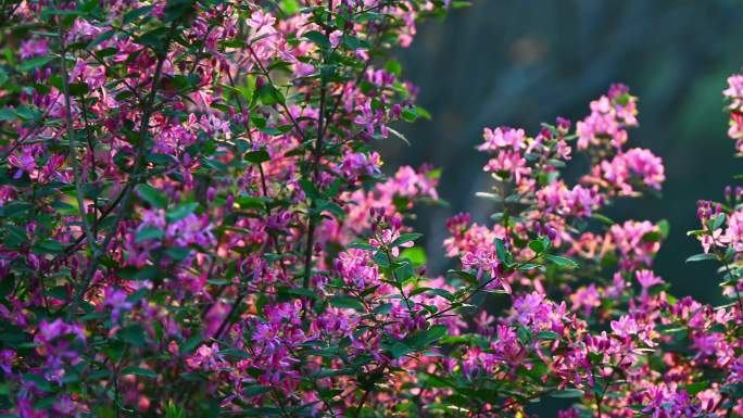 春天早晨逆光盛开的粉色花树