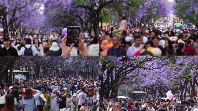 五一假期昆明蓝花楹赏花人潮