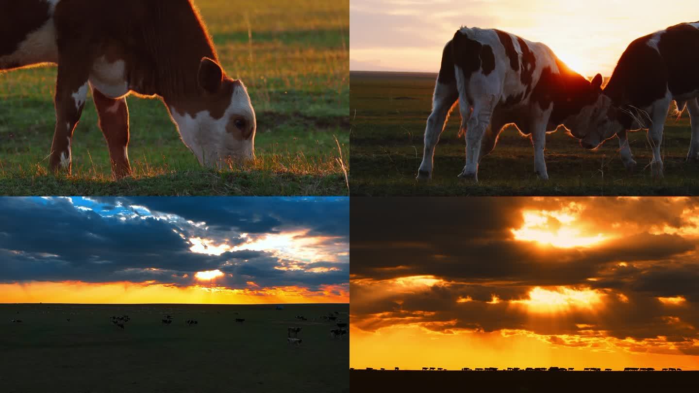 草原日落时分牛群牛吃草小牛牛打架丁达尔光