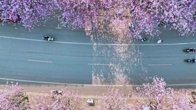广西柳州城区里盛开的紫荆花