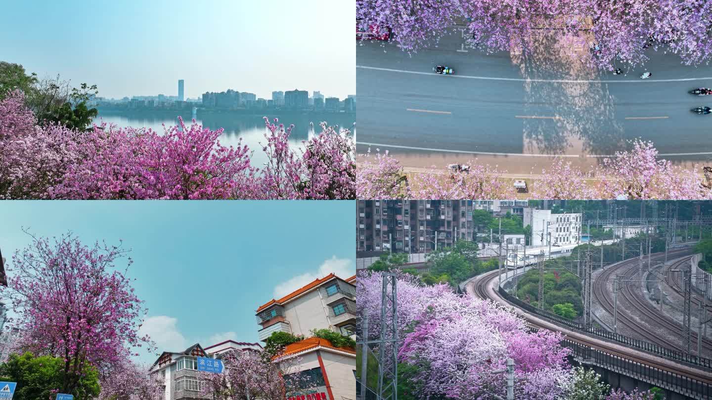 广西柳州城区里盛开的紫荆花