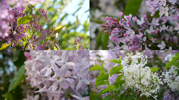 丁香花 丁香花实拍 哈尔滨市花