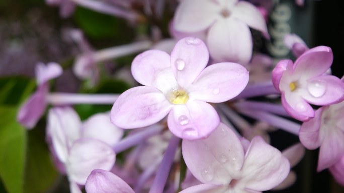 丁香花 丁香花实拍 哈尔滨市花