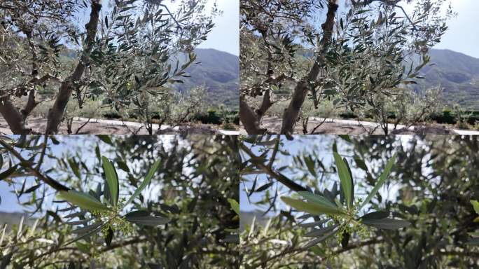 橄榄枝之舞：树梢上的橄榄特写