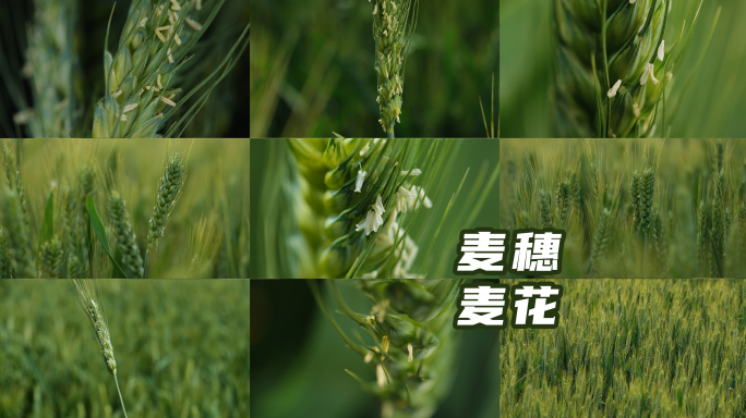 麦穗 小麦花 唯美和特写镜头