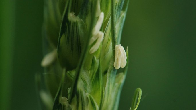 麦穗 小麦花 唯美和特写镜头