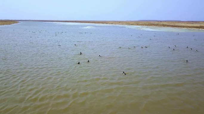 湿地里的野鸭
