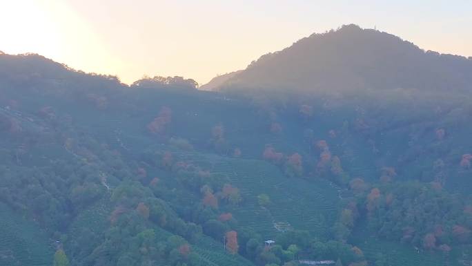 唯美杭州西湖龙井茶文化景区航拍茶园地茶叶