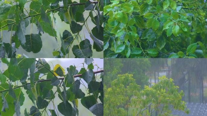 城市下暴雨下雨天雨水雨滴植物树叶子树木雨