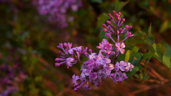 4K全景特写丁香花迎风招展视频专用素材