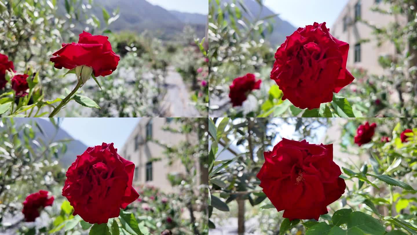 红色诱惑：鲜艳红玫瑰的慢镜头特写"