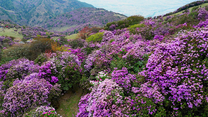 杜鹃花映山红风车电能马象公路杜鹃花