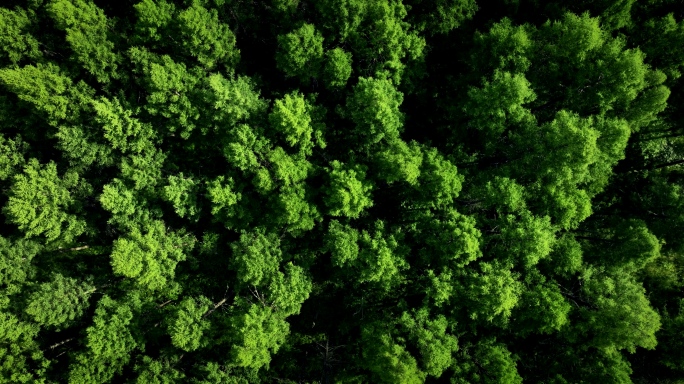 森林航拍松树林松林