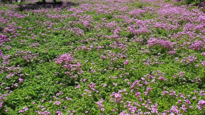 春光无限：阳光下的粉色花海航拍慢镜头