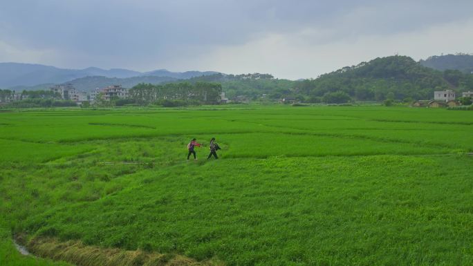 绿油油的稻田风吹禾苗放学回家希望的田野