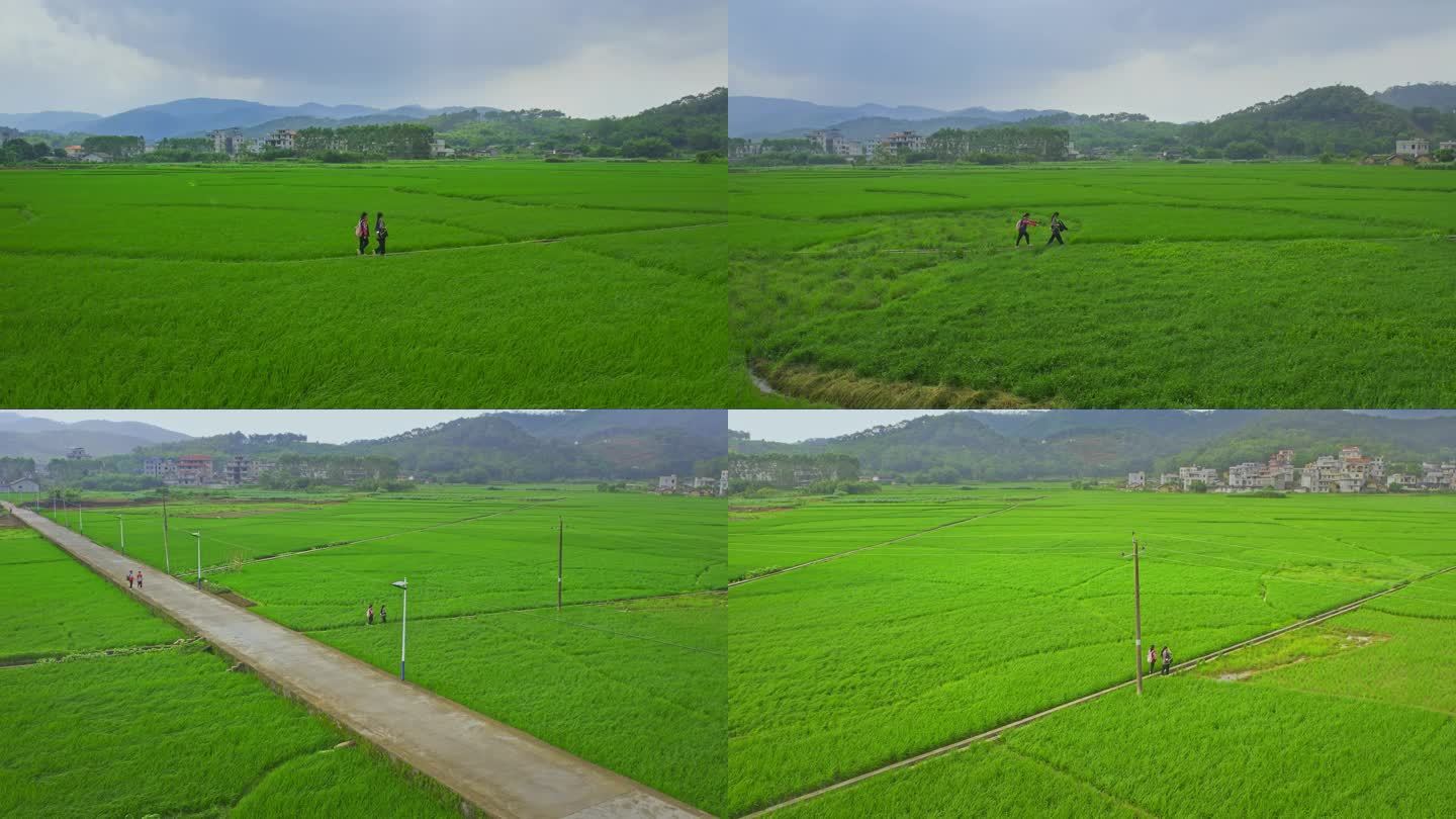 绿油油的稻田风吹禾苗放学回家希望的田野