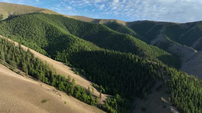 天山温带干旱地区西伯利亚落叶松