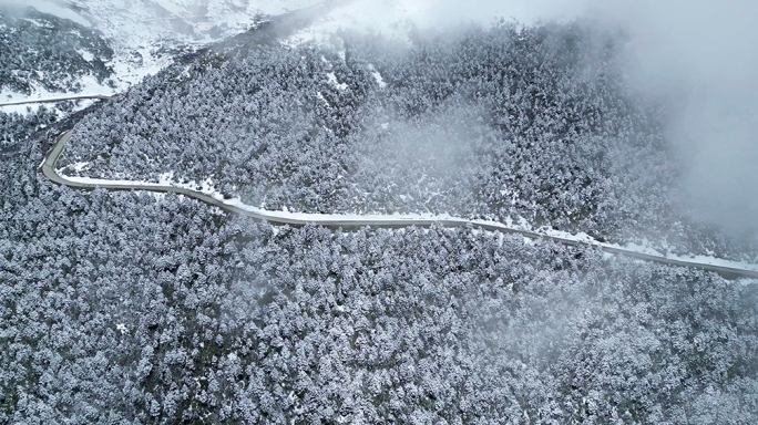 唯美冬天雪景树林雾凇下雪大雪冬季小寒