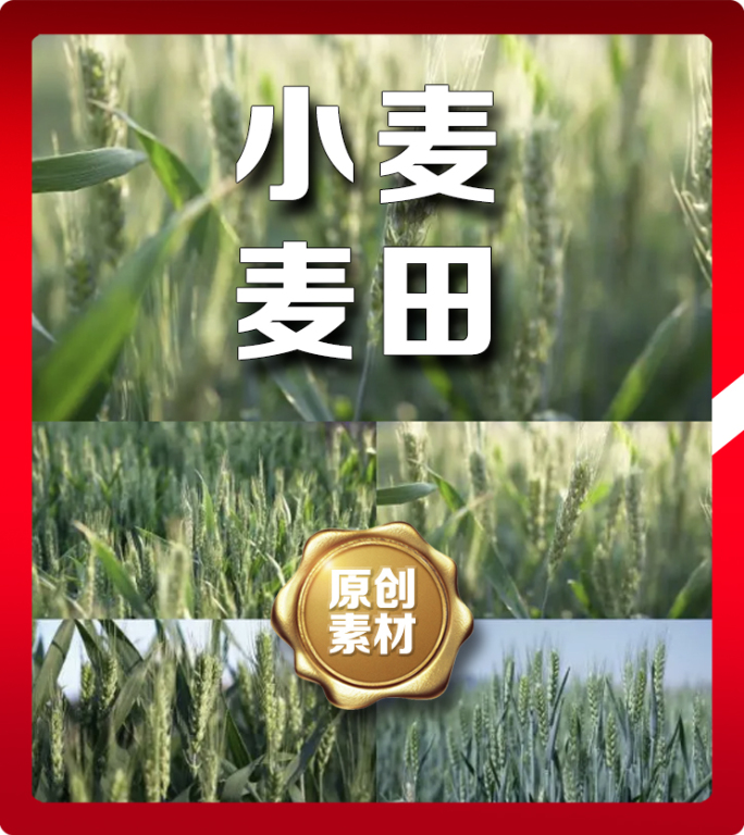 小麦麦子农业农作物麦田