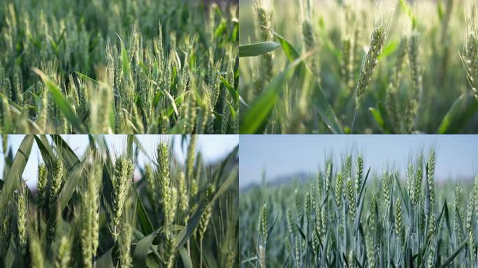 小麦麦子农业农作物麦田
