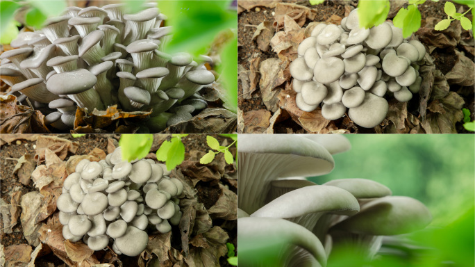 灰姬菇 蘑菇生长延时4k