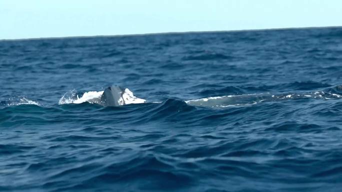 马尔代夫水下摄影鲸鱼