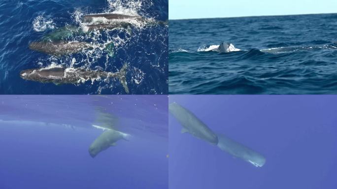 马尔代夫水下摄影鲸鱼