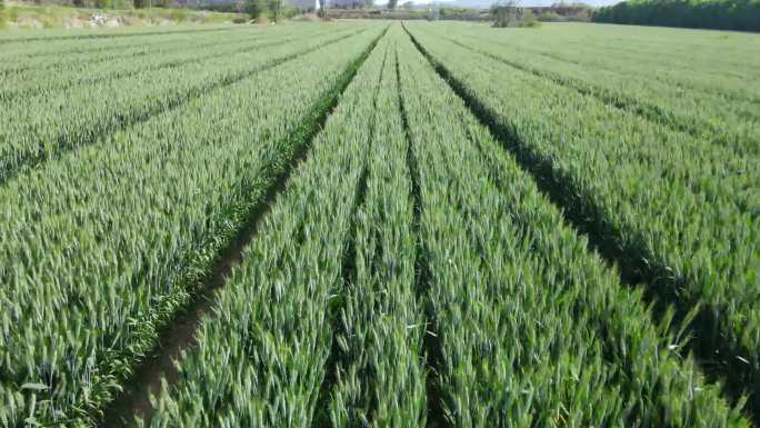 航拍青色的麦田小麦种植农业