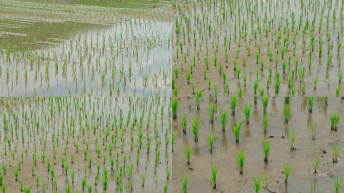 新种春播水稻