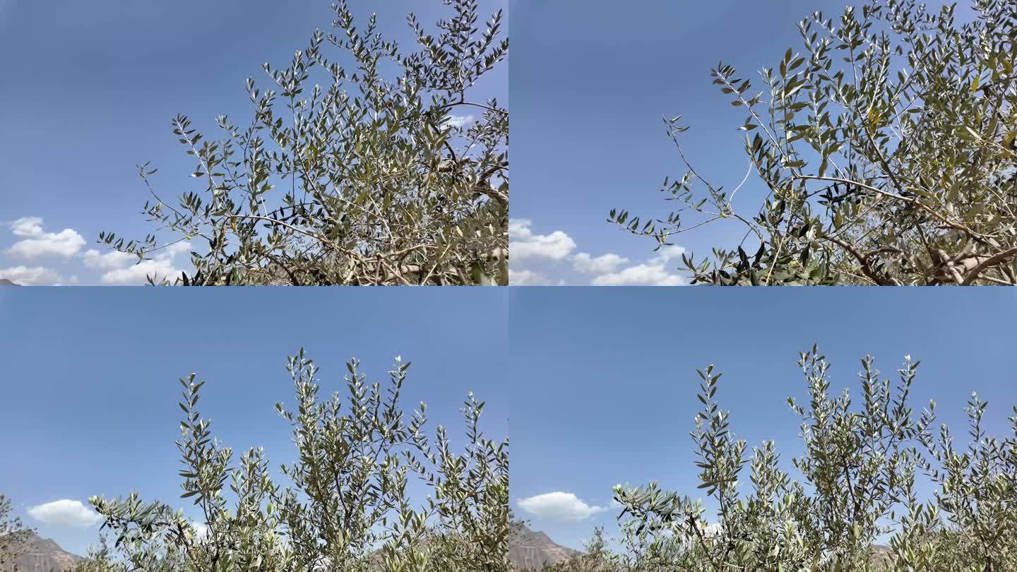 阳光下的橄榄枝：自然之美